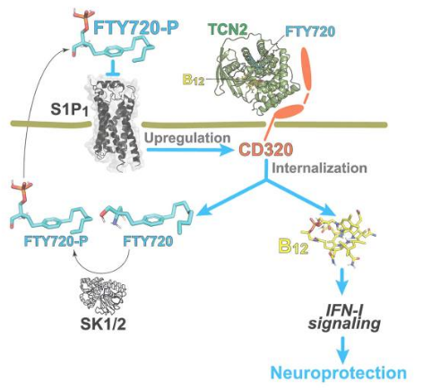 Cell Rep：科學(xué)家揭示維生素B12缺乏癥和人類(lèi)多發(fā)性硬化癥的相似性