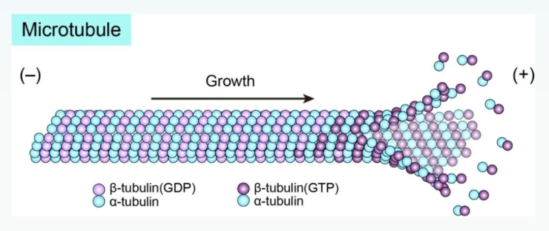 Science重磅：首次捕獲人類細(xì)胞“高速公路”構(gòu)建過程的高分辨率圖像，為微管相關(guān)疾病的治療指明新的方向！