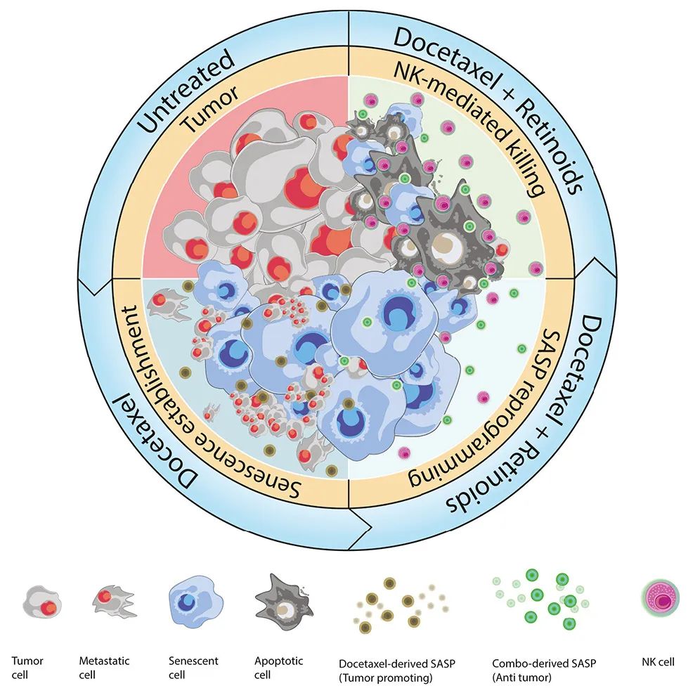Cancer Cell：激活維A酸受體，可重編程衰老反應，增強NK細胞抗腫瘤活性