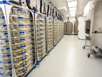 醫(yī)藥工程行業(yè)潔凈場所之SPF動物房IVC系統(tǒng)飼養(yǎng)環(huán)境設計  